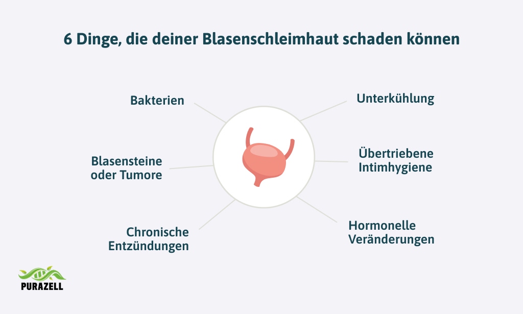 blasenschleimhaut-aufbauen-6-dienge-schaden