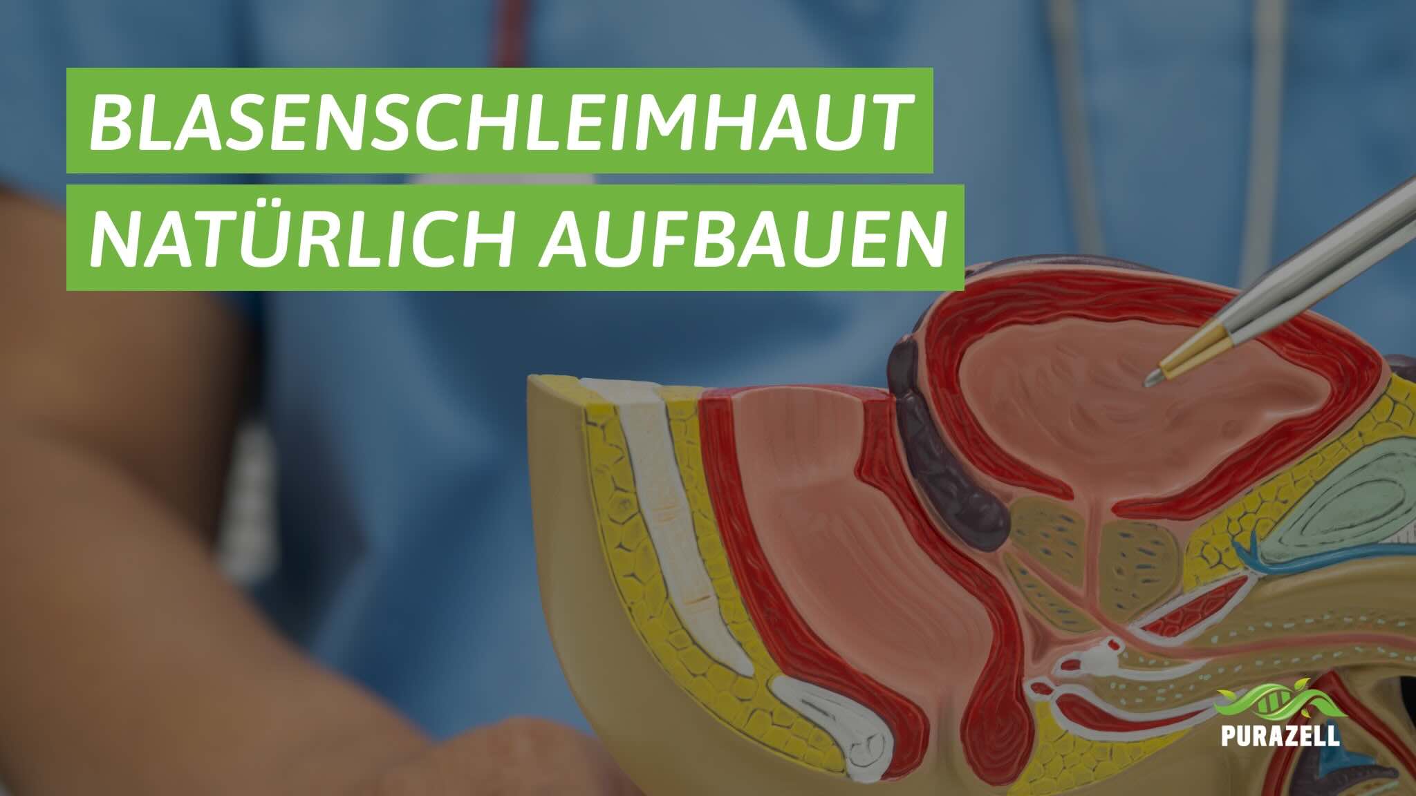 blasenschleimhaut-aufbauen