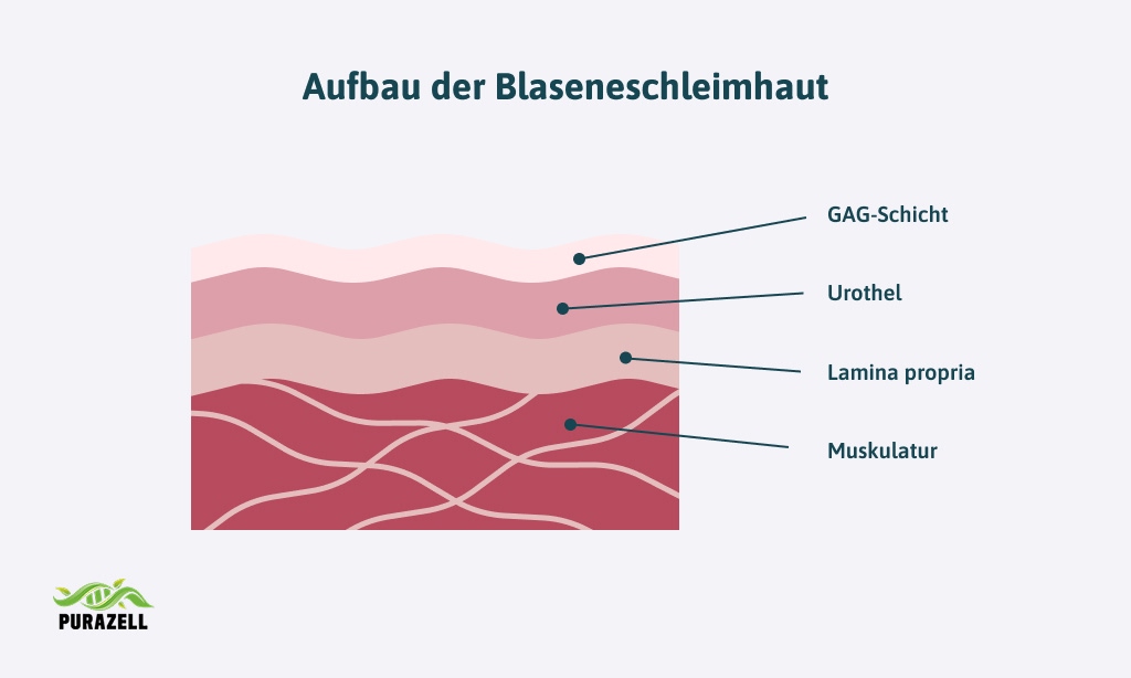 blasenschleimhaut-aufbauen-blasenschleimhaut