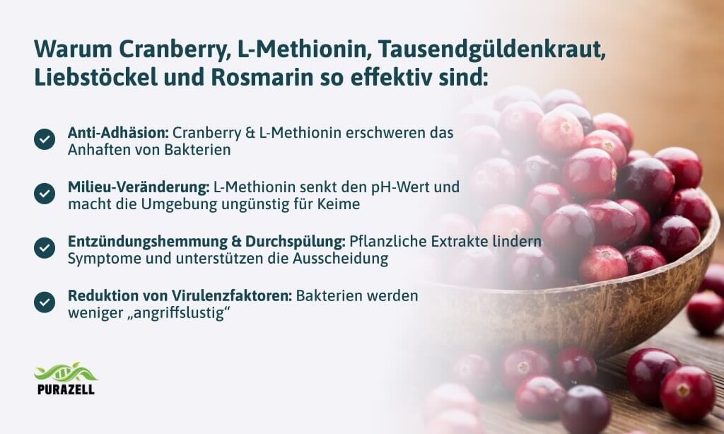 haeufiger-harndrang-pflanzliche-kombi-praeperate