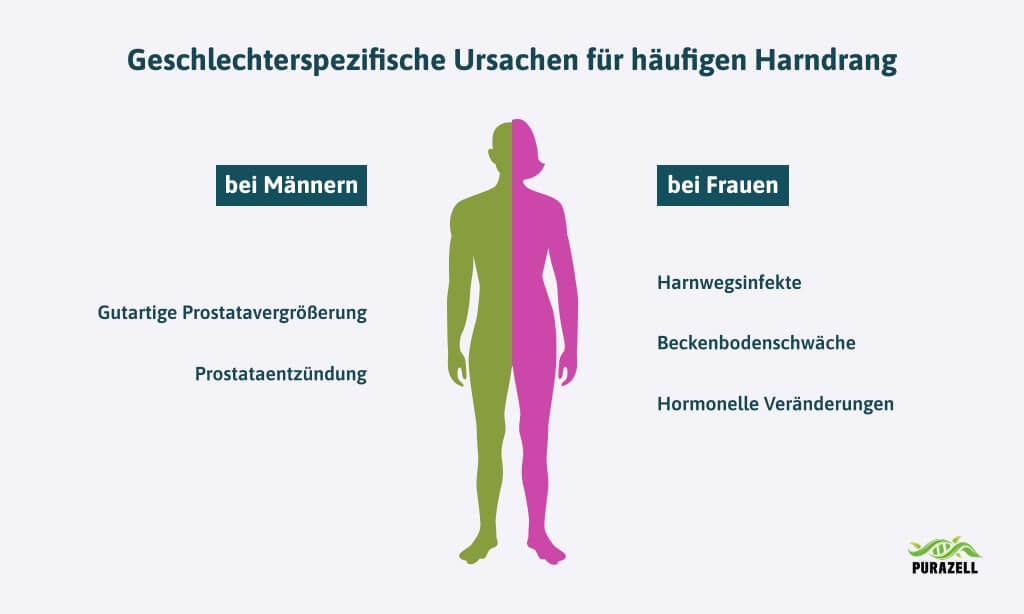 haeufiger-harndrang-ursachen-nach-geschlecht