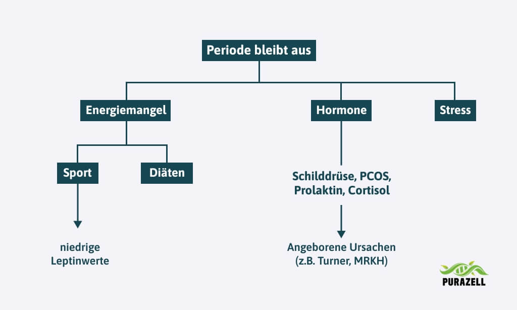 periode-bleibt-aus-ursachen-graph