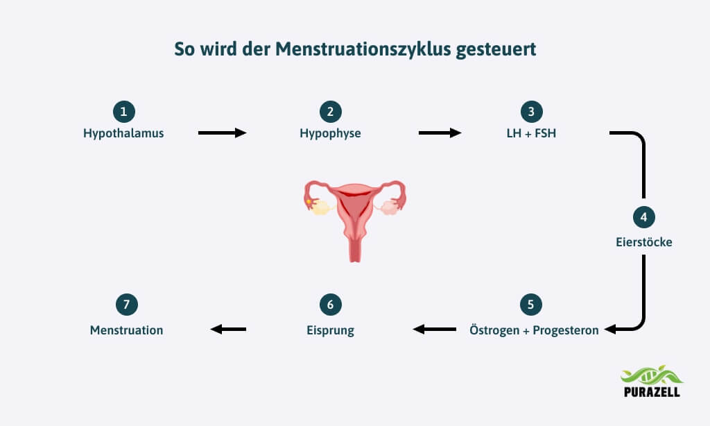 unregelmaeßige-periode-menstruationszyklus
